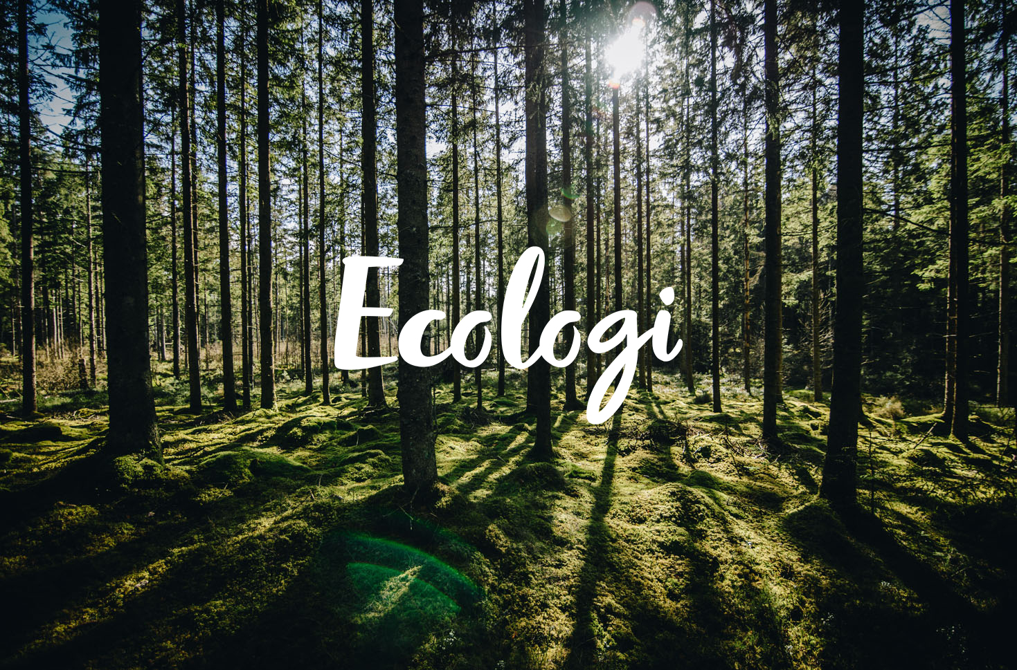 Ecologi and KWB Corporate Cleaning have now helped fund the planting of more than 500 trees, offsetting over 60 tonnes of carbon emissions